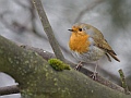 European robin, Linlithgow
