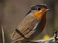 European robin, Aberdour
