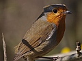 European Robin, Aberdour