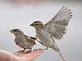 House sparrow, Bern